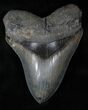 Huge Megalodon Tooth - Stunning! #13145-1